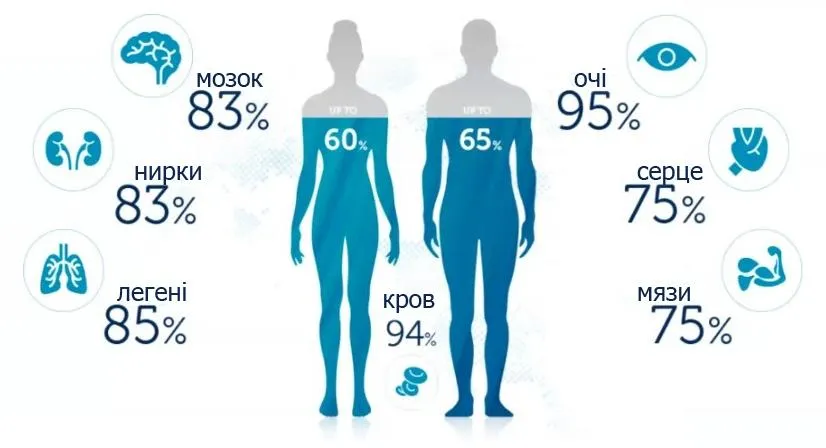 график % воды в органах