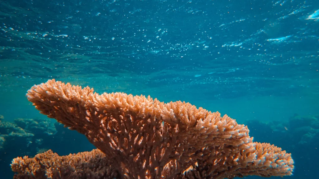 Коралловая вода