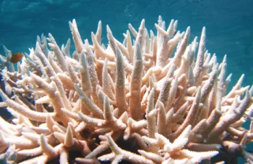 Коралова вода 