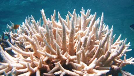 Коралова вода 