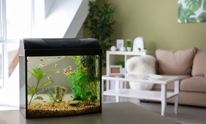 какая вода нужна для аквариума